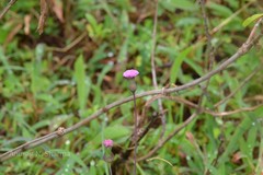 Emilia scabra